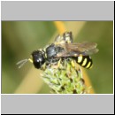 Ectemnius lapidarius - Grabwespe w08b 10mm - Teverener Heide det.jpg